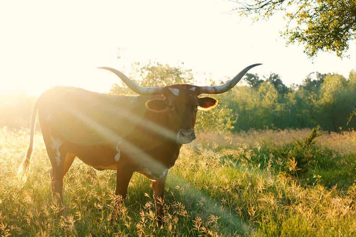 Longhorn cattle in a field